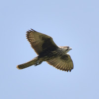 Saker Falcon